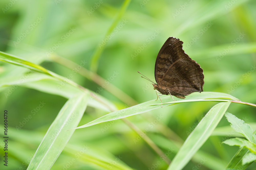 Fototapeta premium Lemon Pansy Butterfly on grass