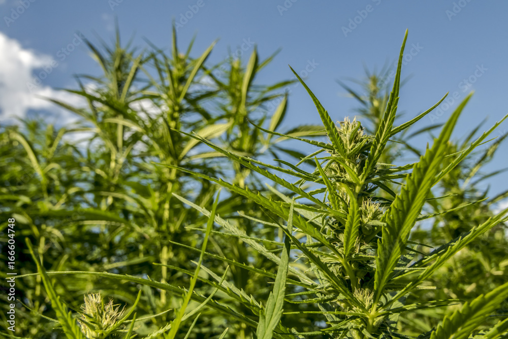 Technical Marihuana Cannabis field Technical Marihuana Cannabis field