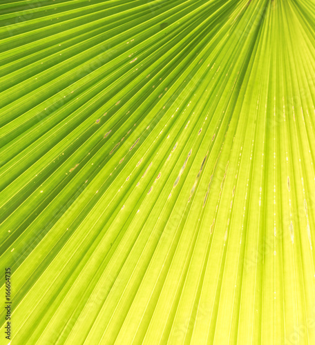 palm leaf texture pattern under the sunlight