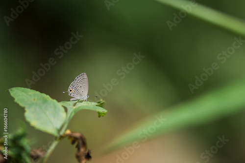 Euchrysops cnejus Butterfly resting on leaf  photo