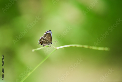 Euchrysops cnejus Butterfly on leaf  photo
