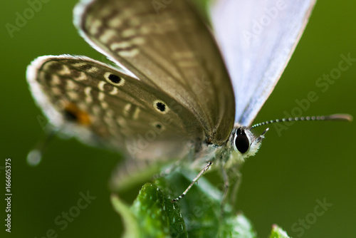 Euchrysops cnejus Butterfly photo