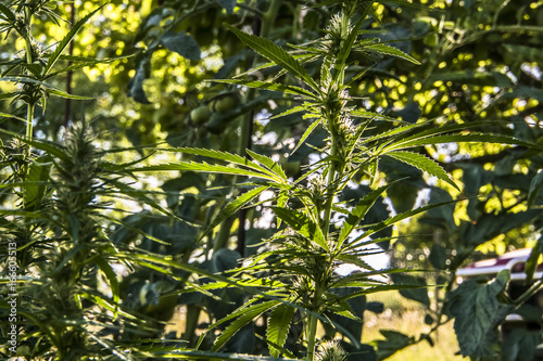 Technical Marihuana Cannabis field