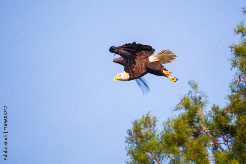 Fototapeta premium Lift Off