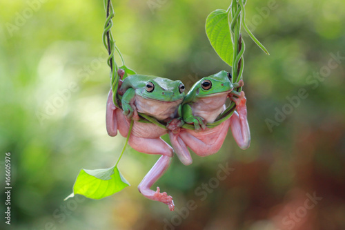 Two Dumpy frogs on a plant, Indonesia photo