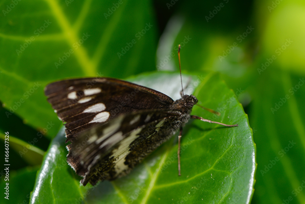 Obraz premium Weisser Waldportier