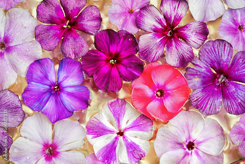 top view phlox flowers as a colorful holiday natural background © elen31