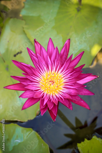 Purple lotus flower beautiful lotus