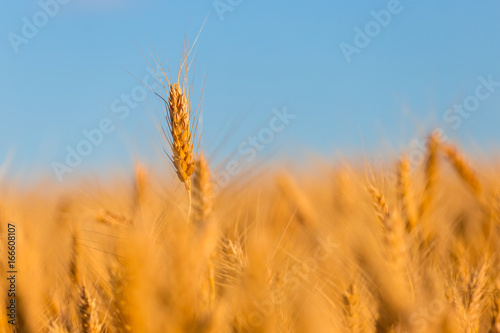 closeup summer wheat field