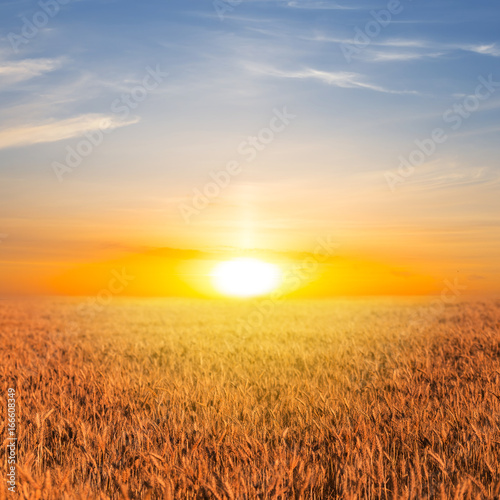 summer wheat field at the sunset © Yuriy Kulik