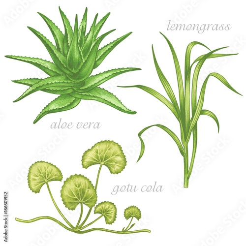 Medical herbs. Aloe vera, lemongrass, gotu cola. Set.