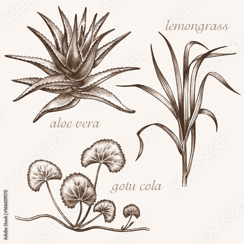 Medical herbs. Aloe vera, lemongrass, gotu cola.