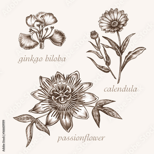Medical herbs. Ginkgo biloba, passionflower, colendula.