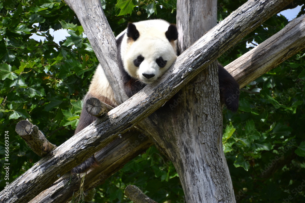 Obraz premium Panda géant zoo de beauval