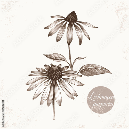 Medical herbs. Echinacea purpurea.