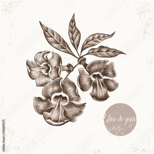 Medical herbs - Una de gato.