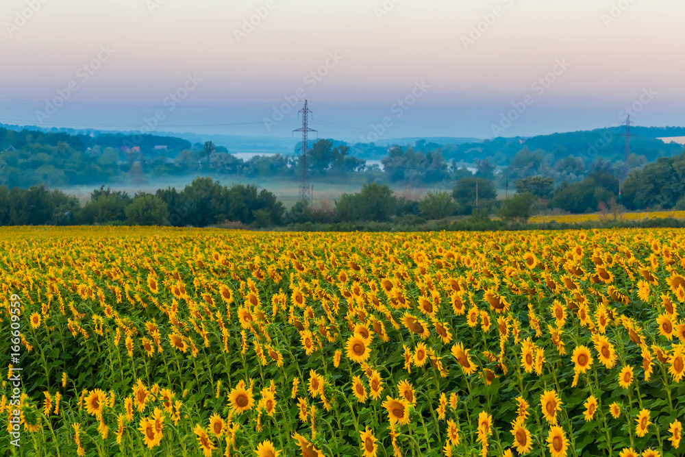 rural sunflower field at the early morning