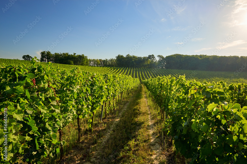 Beautiful vineyards in Moravia, Czech Republic
