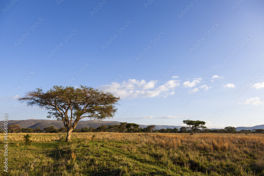 Acasia trees in the bushveld