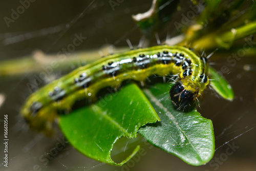Raupe des Buchsbaumzünslers