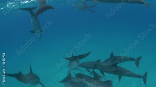 Pod of spotted dolphins in Atlantic Ocean, POV