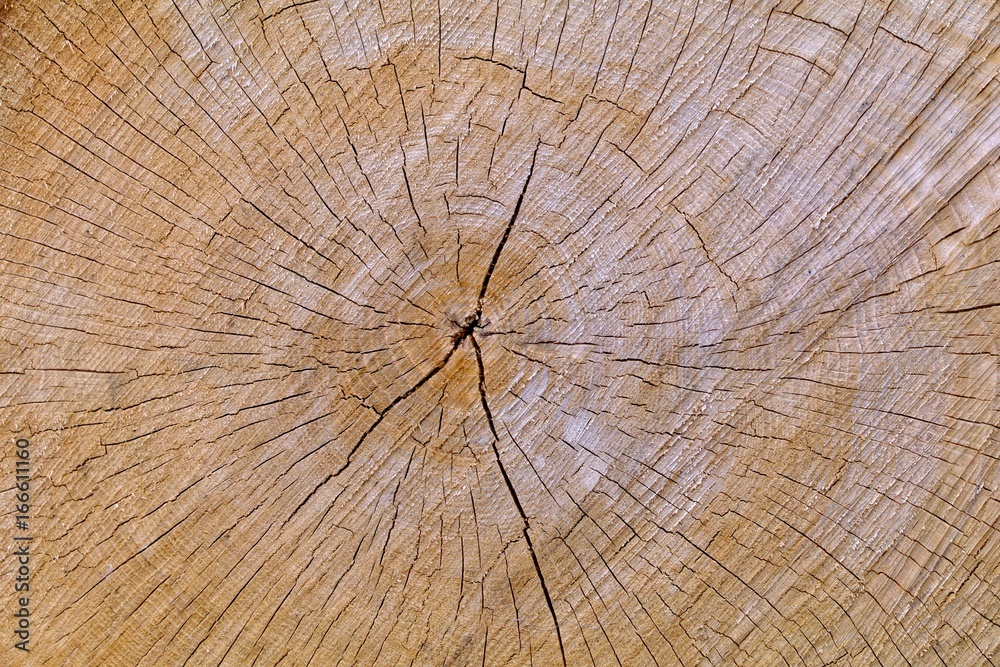 Fototapeta premium Cracked Oak Log