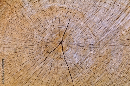 Cracked Oak Log