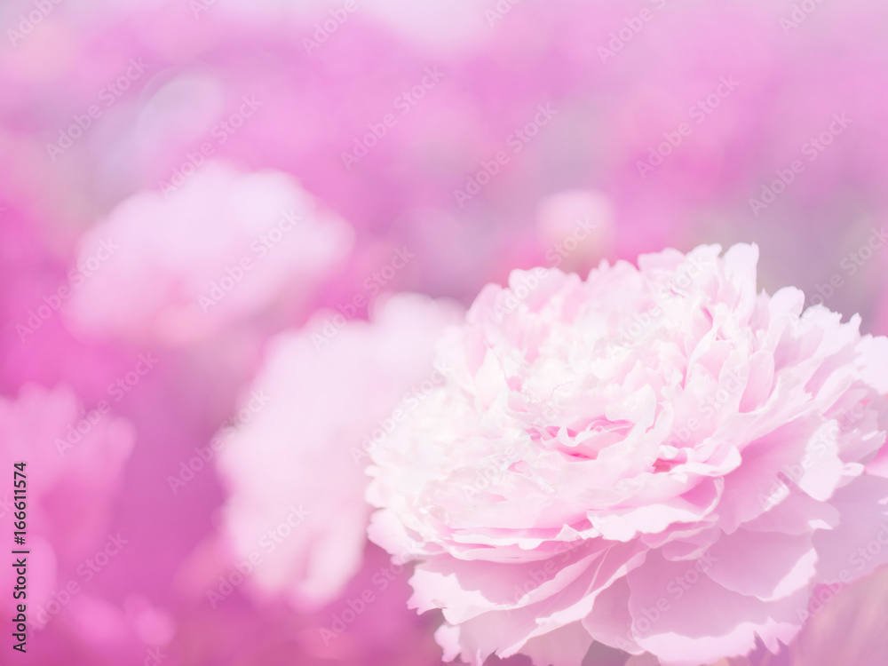 Flowers of peony in the soft pink light  with bokeh and filters, floral background