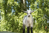 Young male goat portrait