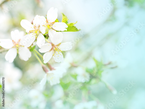 Flowers of cherry blossom in the soft pink light, sacura with bokeh and filters, floral background