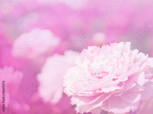 Flowers of peony in the soft pink light  with bokeh and filters  floral background