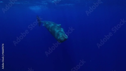 Sperm whale swims in deep sea