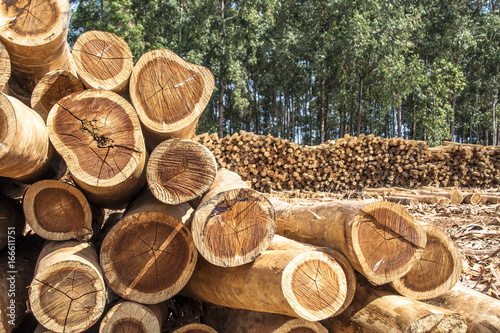 Freshly cut eucalyptus logs await to be cut at a sawmill in Botucatu, SP photo