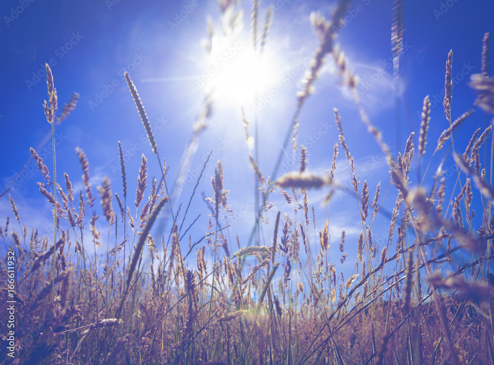 Field of ripe golden wheat