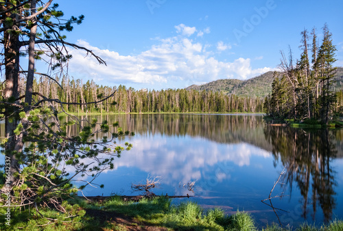 Mountain lake with forest, woods in the background. Morning in Yellowstone National Park. Landscape.