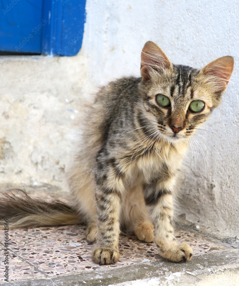 Curious cat with green eyes on Tunisian street