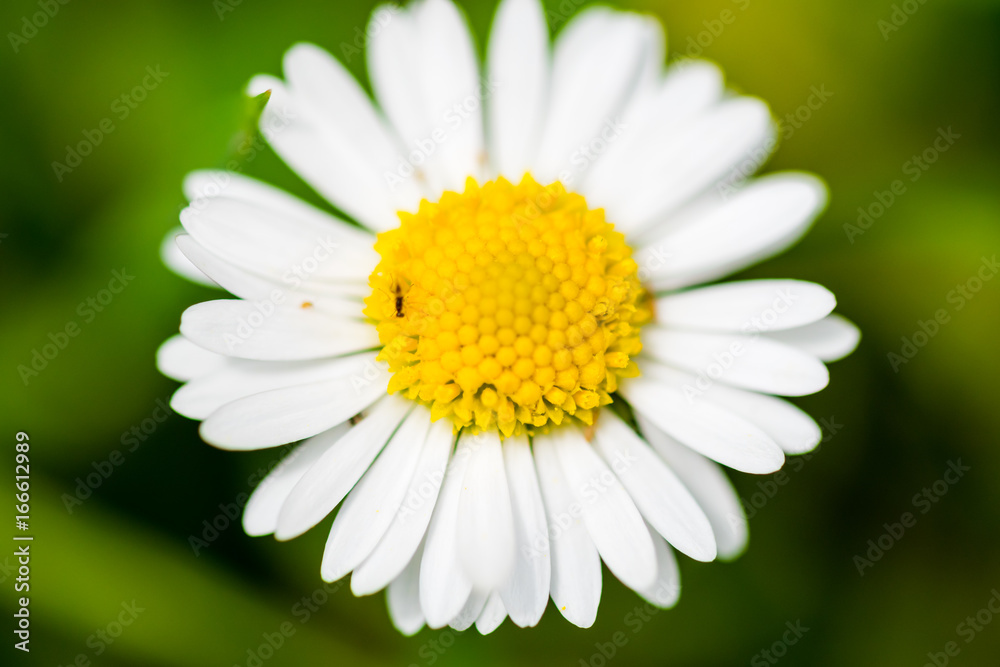 Fototapeta premium Small beautiful flower on green background