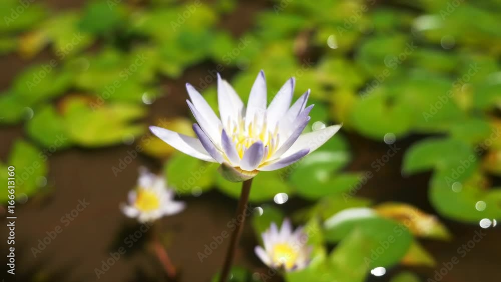 Close up, white flower in lily pad fountain Close up, white flower in lily pad fountain