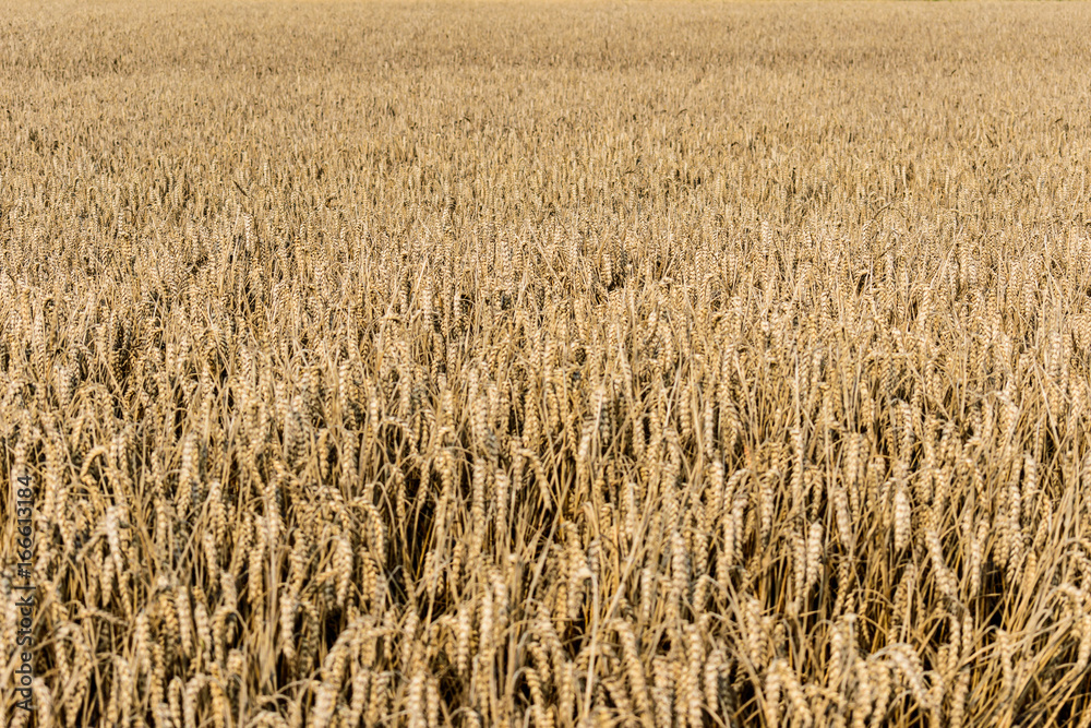 Ripe field of wheat at the end of summer Ripe field of wheat at the end of summer