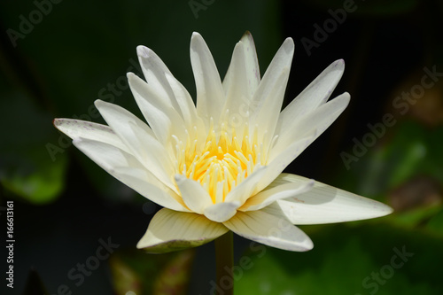 Beautiful flower of white lotus  Vientiane  Laos