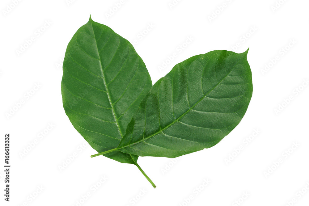 Obraz premium Green leaf isolated on white background