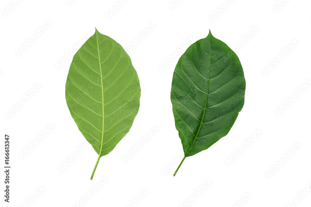 Green leaf back and front side isolated on white background Green leaf back and front side isolated on white background