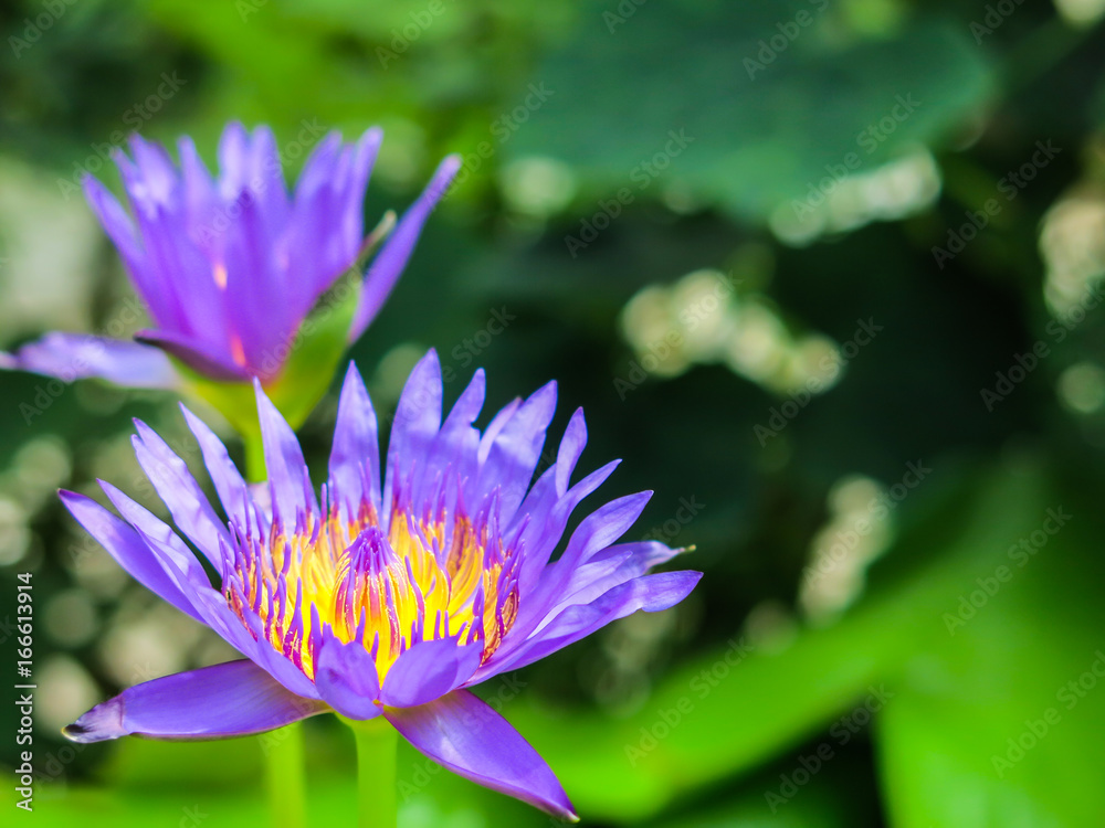 Purple and yellow lotus flowers are blooming. Get bright sunshine morning Purple and yellow lotus flowers are blooming. Get bright sunshine morning