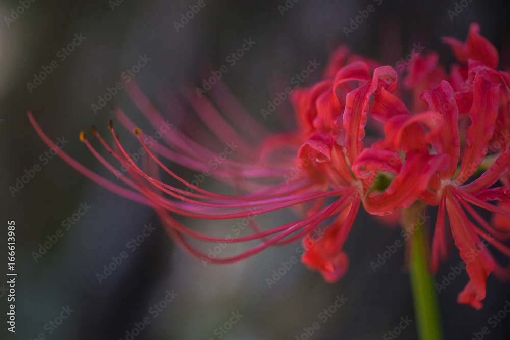Red Spider Lily Macro Red Spider Lily Macro