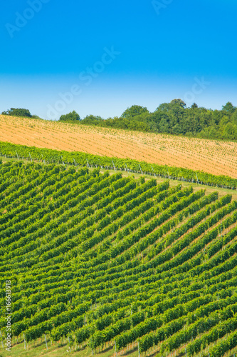      Beautiful green countryside landscape  vineyard in Daruvar region  Croatia 