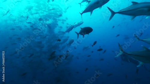 Massive school of fish off coast of Galapagos, POV
