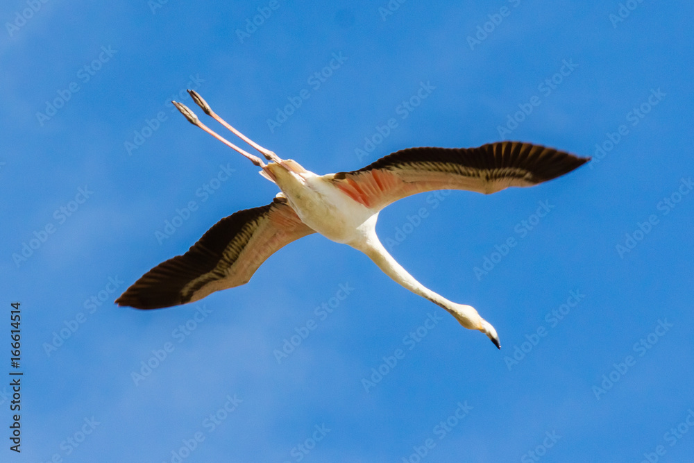 Obraz premium pink flamingos