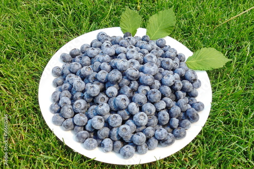 Tasty blueberrys on the grass