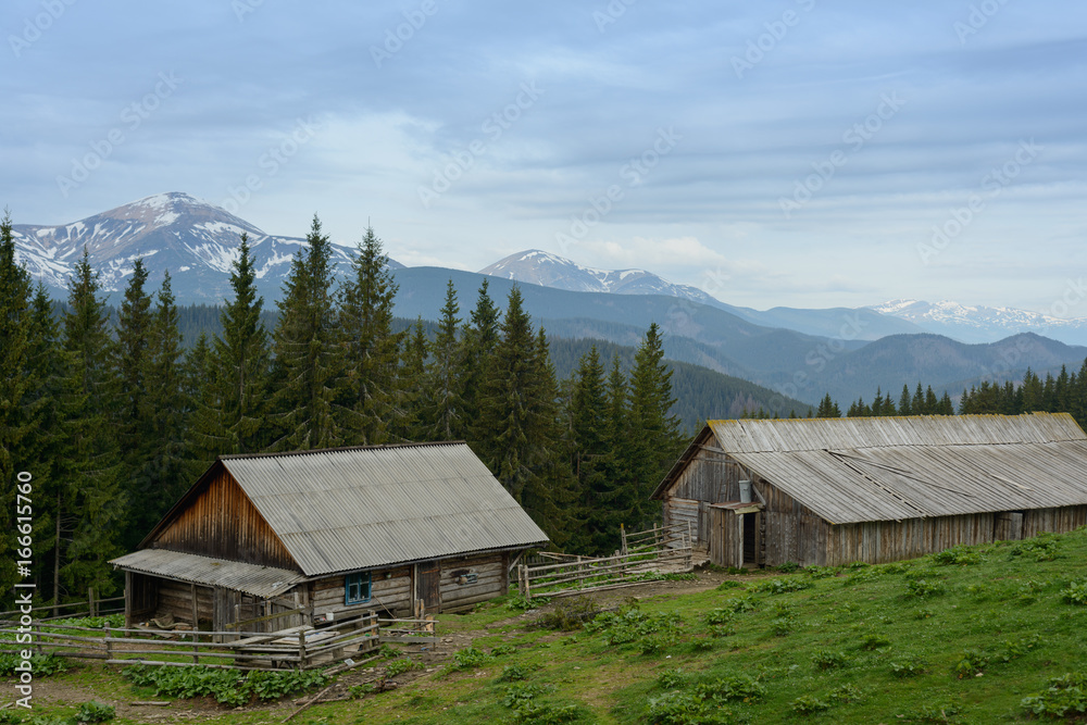 Fototapeta premium Farm in the Carpathians on the background of snow-capped mountains. 