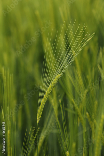 Ears of barley